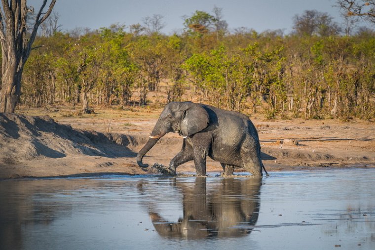 092 Zimbabwe, Hwange NP, olifant.jpg